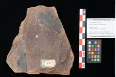 Foto (Objekt + Etikett) von Quercus palaeoilex Ettingshausen (NHMW-GEO-2024-0188-0761)